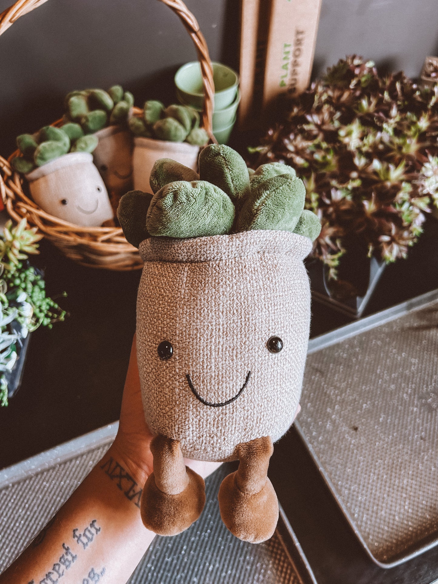 Plush succulent